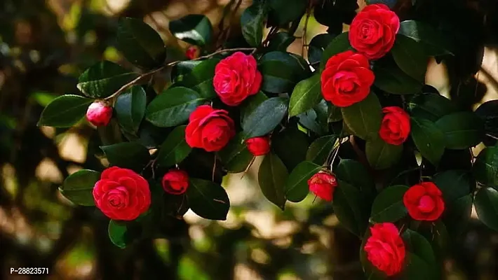 Baishnab  Camellia Rose red Plant1 CFO27 Rose Pl