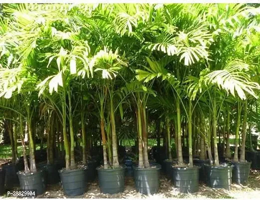 Baishnab  Areca Palm Plant A38 Areca Palm-thumb0