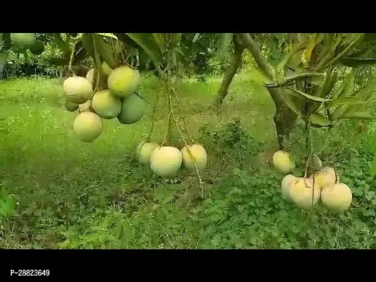 Baishnab  MangoModel nameAu Rumani plant Mango P