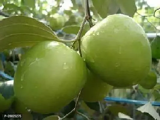 Baishnab  aba Apple Plant