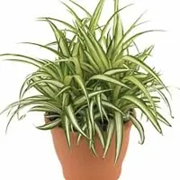 Baishnab Spider Plant SPIDER PLANT W22R-thumb1