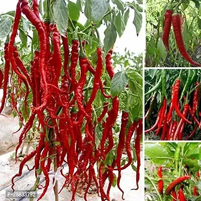 Baishnab w 71C26   BEST SELLER FARMER CHOICE PREMIUM 100 percent GERMINATION 200 SEEDS OF F1 HYBRID  CHILLIMIRCHI OR MIRCH.200PIECE-thumb0