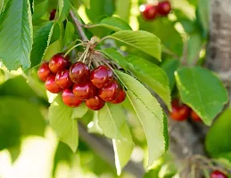 Baishnab Cherry Fruit Plant Red cherry-thumb1