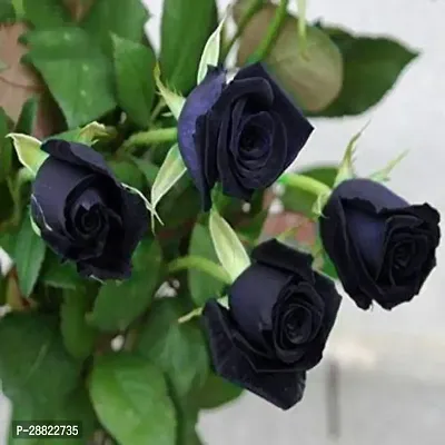 Baishnab  Unique Black Rose Plant CF50029 Kaner P-thumb0