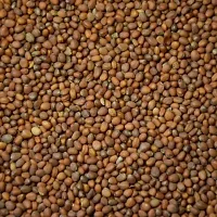 Baishnab Mulo seed 2000ps fI B F1 Hybrid Himani Radish Seeds2000PIECE-thumb3