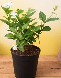 Baishnab Jasmine Plant sivsankar enterprises-thumb1