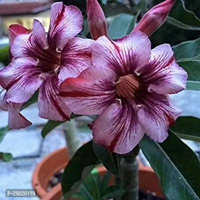 Baishnab  Air Layered Adenium Desert Roses White C-thumb0