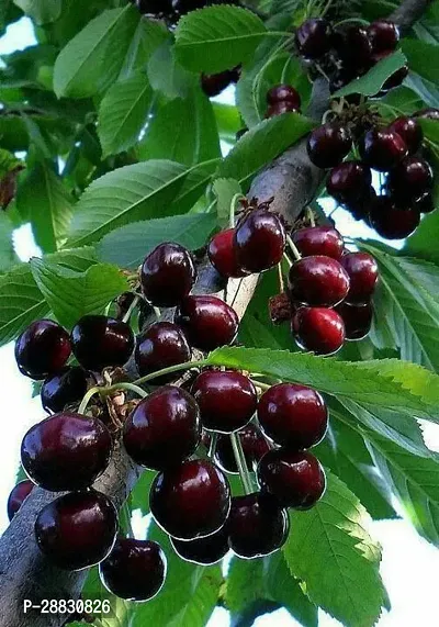 Baishnab  Live cherry plant6 Cherry Fruit Plant