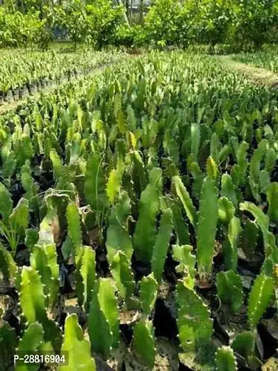 Baishnab  Dragon Fruit plant20 Dragon Tree