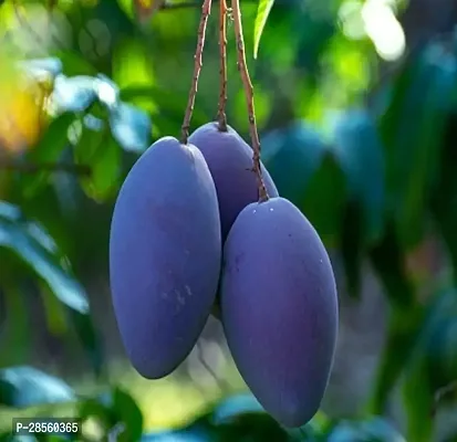 Baishnab Mango Plant Thai Royal Blue Grafted Mango Plant