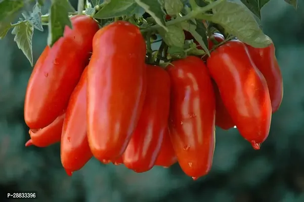 Baishnab tomato seed 2500 ps eedrSan marzano Tomato seeds American Sam merzano F1 Hybrid2500PIECE