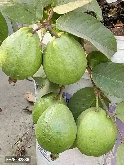 Baishnab Guava Plant Hybrid guava plant2-thumb2