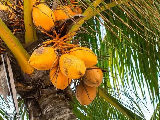 Baishnab  coconut plantCocos nucifera Coconut Plan