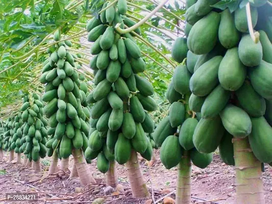 Baishnab Papaya seed p 40psRed Lady Papaya 786 Seeds   Pack of 40 Seed40PIECE-thumb0