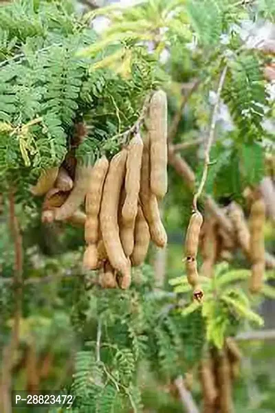 Baishnab  ImliModelGKVK6plant CFO47 Tamarind-thumb0