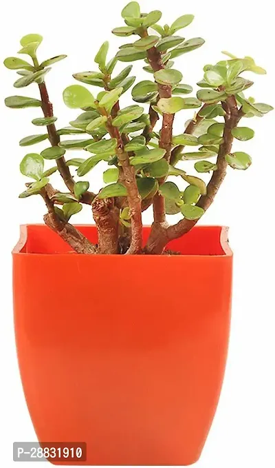 Baishnab  WoodGibbsGiftsWB1098 Jade Plant-thumb0