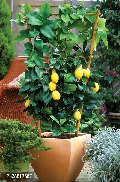 Baishnab  Lemons 8 Plant Lemon Plant