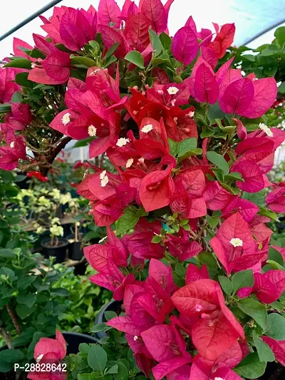 Baishnab  Bougainvillea Plant CF00091 Baugainvill-thumb0