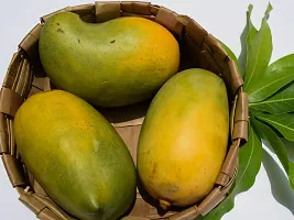 Baishnab Mango Plant Gir Kesar Mango Plant - Grafted-thumb1