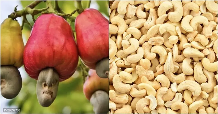 Baishnab  CASHEW  KAJU BADAM PLANTS  1 Cashew Appl