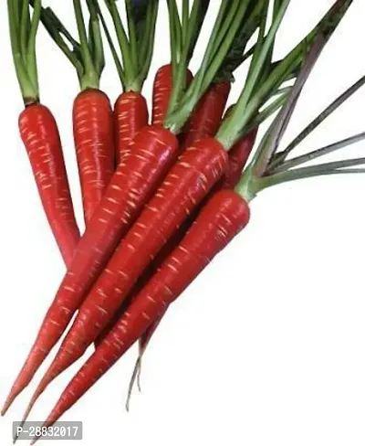 Baishnab Gajar Seed 50 ps    Red Carrot Seed55480150PIECE-thumb0