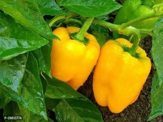 Baishnab Capsicum seed v 50prpkCapsicum Yellow Organic Vegetable Seeds50PIECE