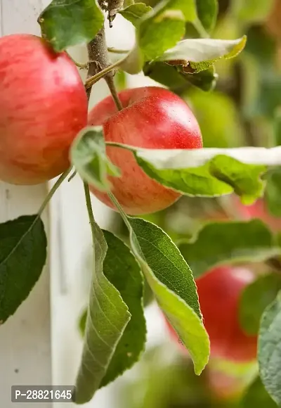 Baishnab  Trothic apple plant Elephant Apple Plant-thumb0