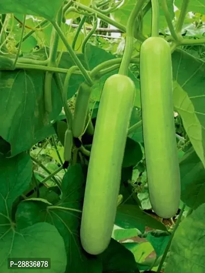 Baishnab Loki Seeds 100prpk wweCrony F1 Hybrid  Sharad Bottle Gourd Seeds100PIECE