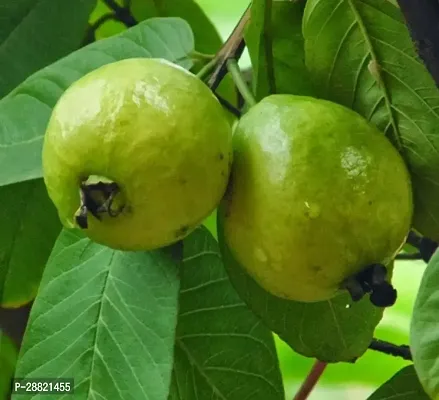 Baishnab  Thai red apple plant Elephant Apple Plant-thumb0