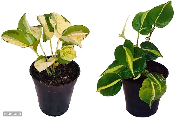 Baishnab Money Plant BG-58-thumb0