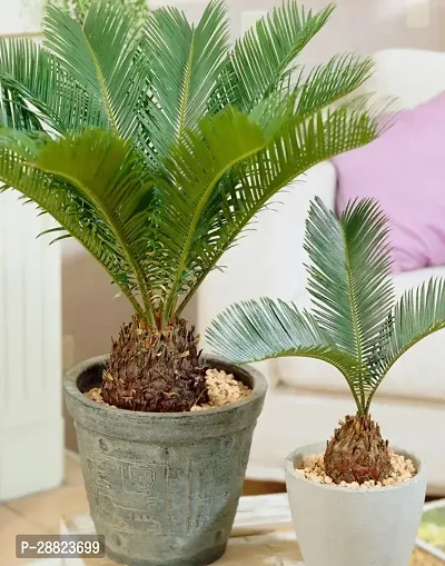 Baishnab  Cycas Revoluta Plant Live Plant CF75 Cy