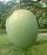 Baishnab Mango Plant Baishnab mango plant-thumb1