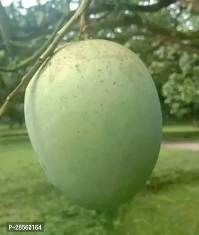 Baishnab Mango Plant Baishnab mango plant-thumb2