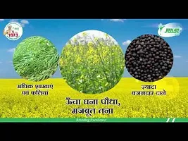 Baishnab Mustard seed 1kg mcs drRASI SEEDS ANMOL 1KG1PIECE-thumb1