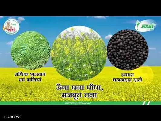 Baishnab Mustard seed 1kg mcs drRASI SEEDS ANMOL 1KG1PIECE-thumb2