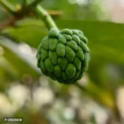 Baishnab  Custard Apple Live Plant Disha200851 C