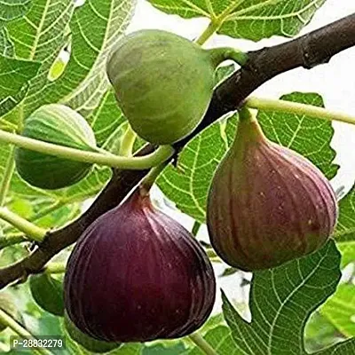 Baishnab  Anjeer Indian Fig Live Fruit Plant with P-thumb0