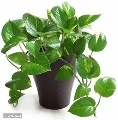 Baishnab  Scindapsus money plants Money Plant-thumb0