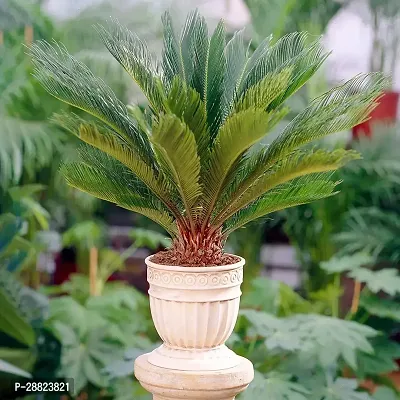 Baishnab  Cycas Revoluta Plant Live Plant CF1201