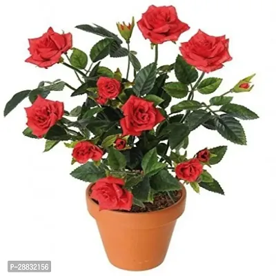 Baishnab  Zepherine Drouhin Roses Rose Plant-thumb0