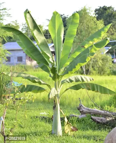 Baishnab  What are banana plant Banana Plant-thumb0