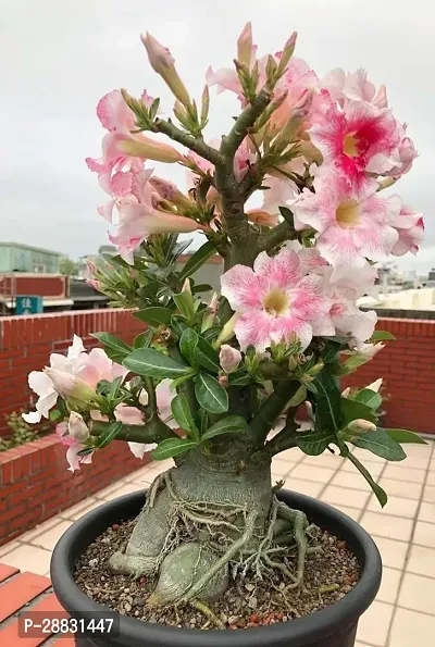 Baishnab  bwg01 Adenium Plant-thumb0