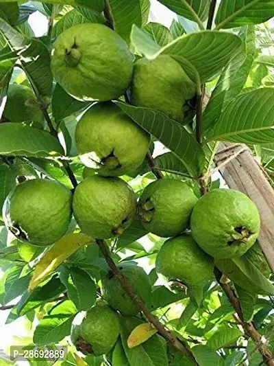 Baishnab Guava Plant Hybrid guava plant2-thumb0