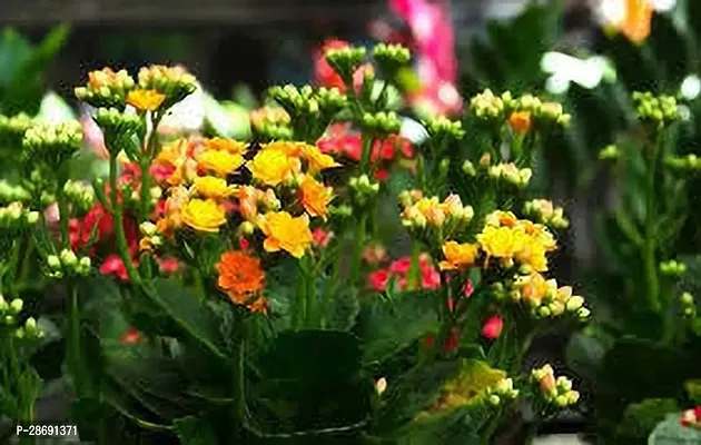 Baishnab Kalanchoe Plant KALNCHOE PLANT OPP-thumb0