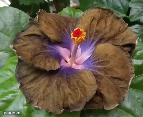 Baishnab  Hybrid Hibiscus Flower Live PlantCF362