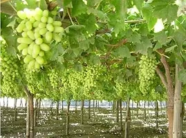 Baishnab Grape Plant GRAPES PLANT TFCCX-thumb1