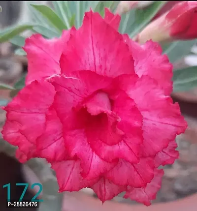 Baishnab  ADENIUM FLOWER PLANT AQ 37 Adenium Plant-thumb0