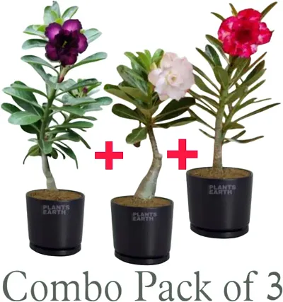 Must Have Plant & Planters 