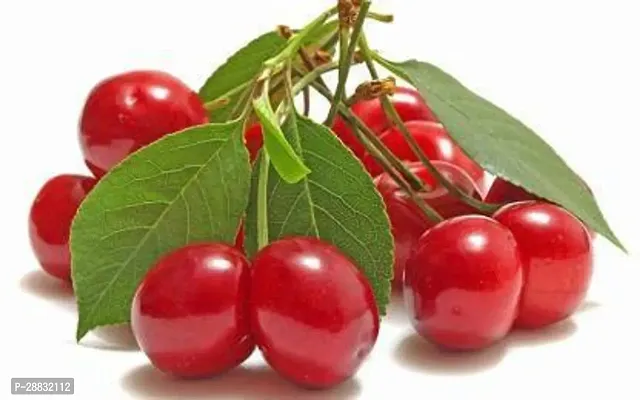 Baishnab  Gardens Live sweet Cherry fruit Plant 1