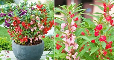 Baishnab Dopati 55 ps seed mcBalsam Double Mix Hybrid Flower Seeds   B416655PIECE-thumb2